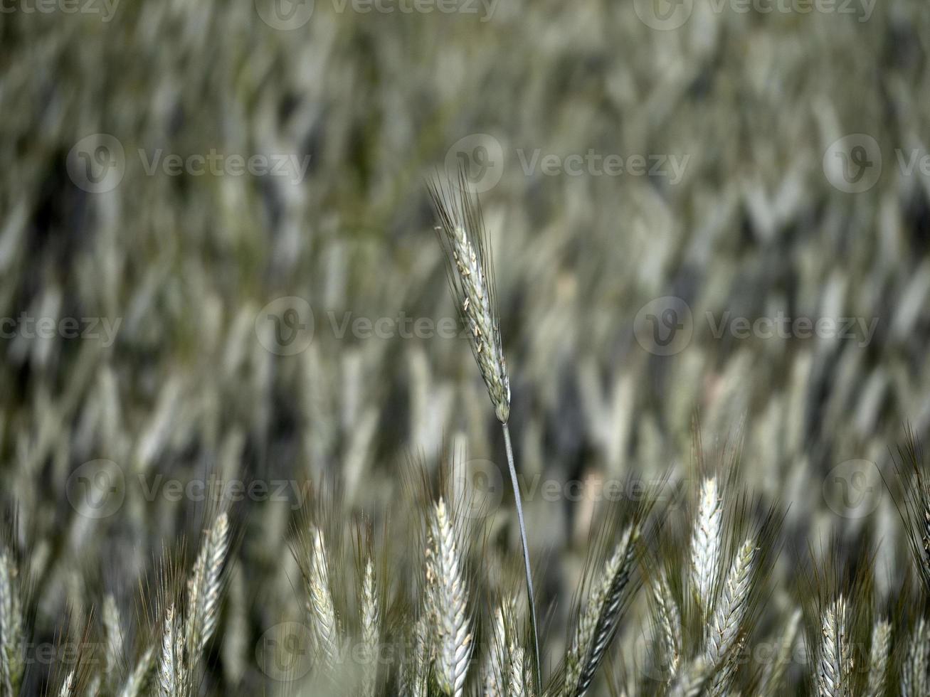 campo de trigo da ucrânia pronto para colher foto