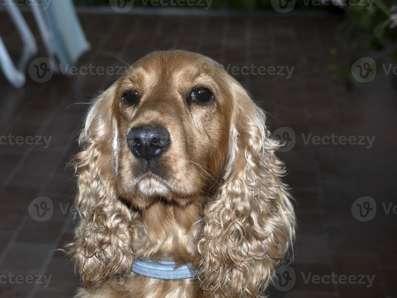 cocker de cachorro suspeito olhando para você foto