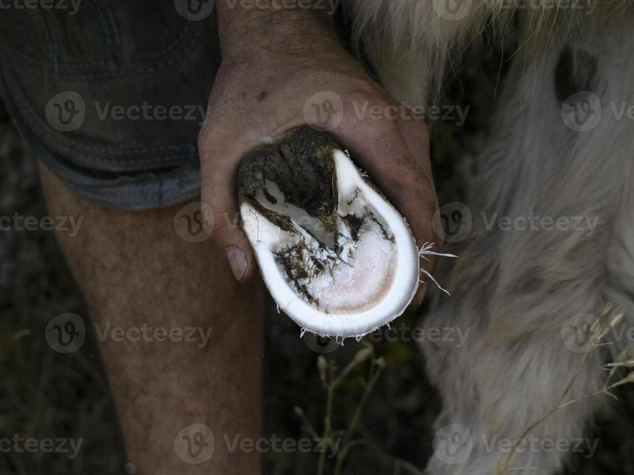 ferreiro calçando um burro e limpando o casco foto