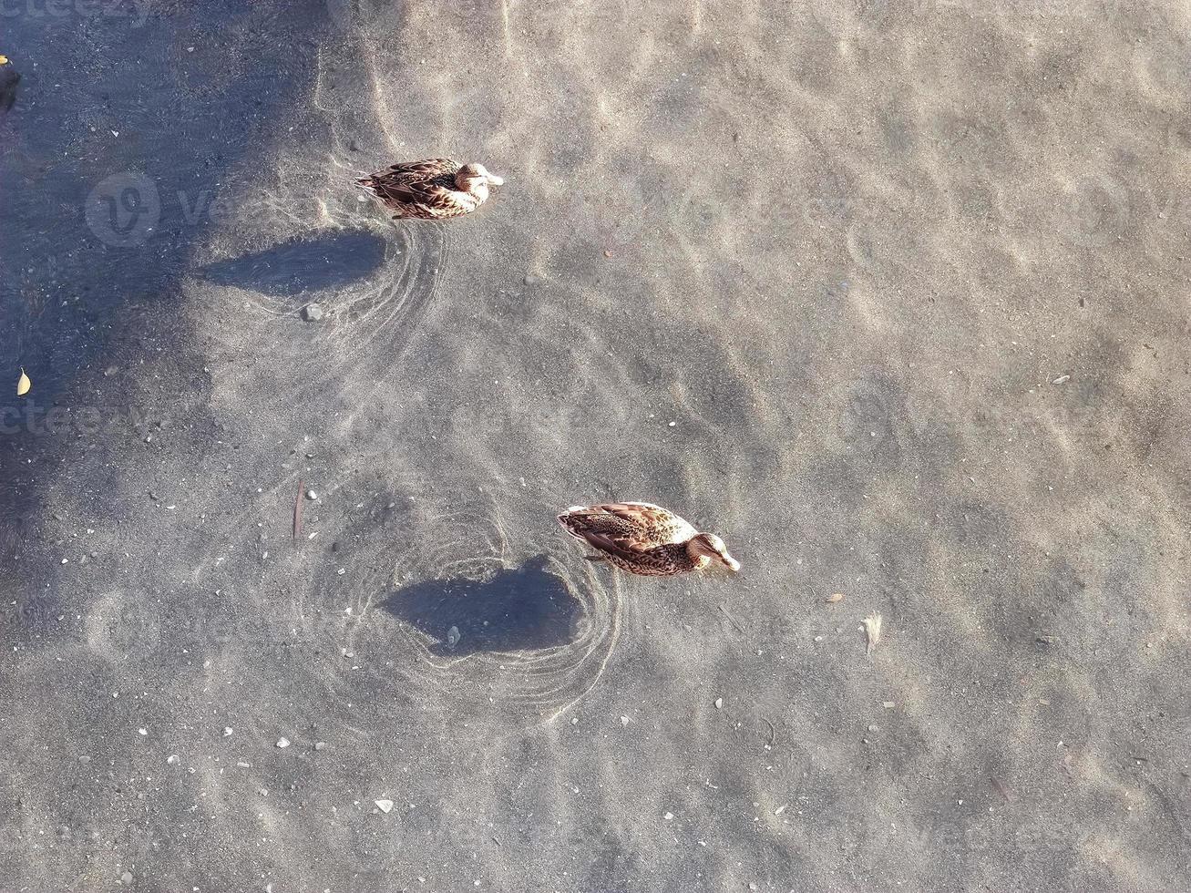 pato-real fêmea na água com sombra foto
