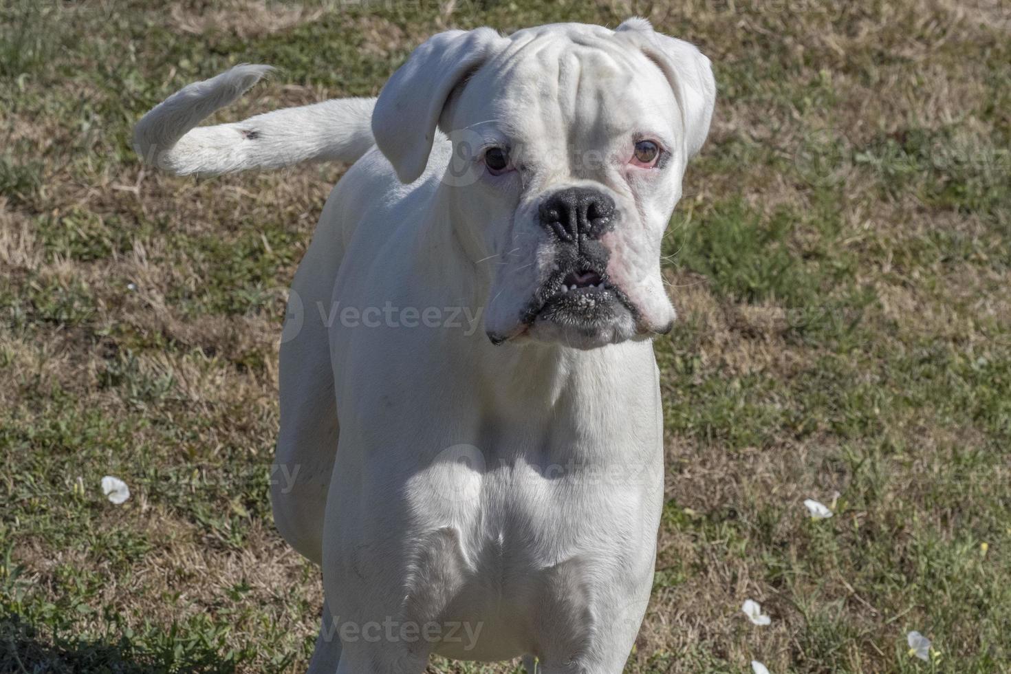 retrato de cão boxer de pele branca 11967849 Foto de stock no Vecteezy
