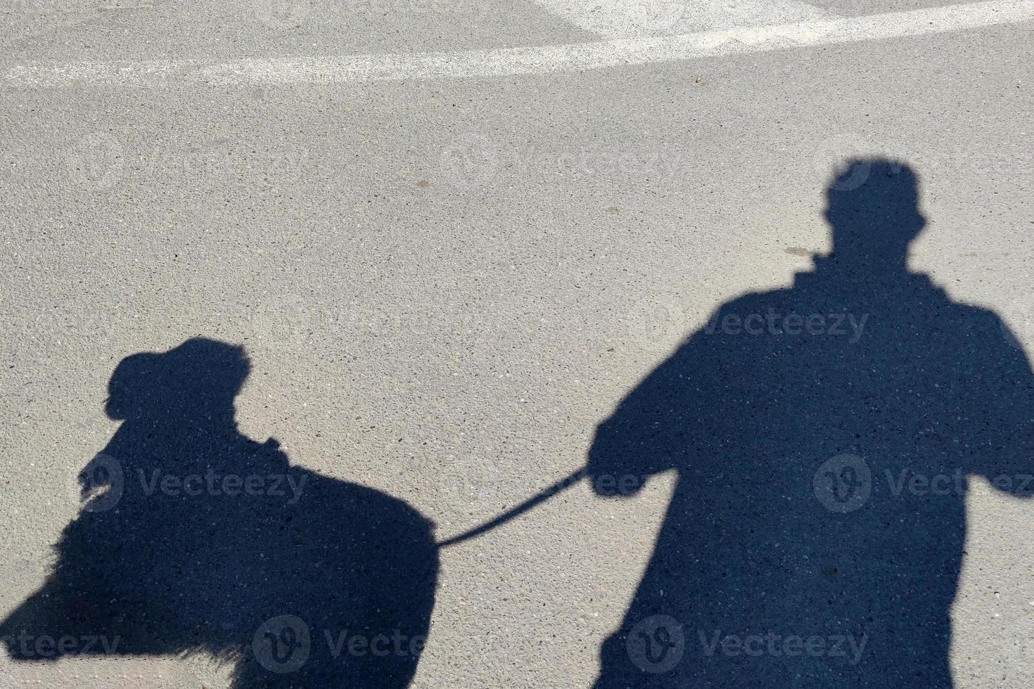 sombra de cocker spaniel de homem e cachorro foto