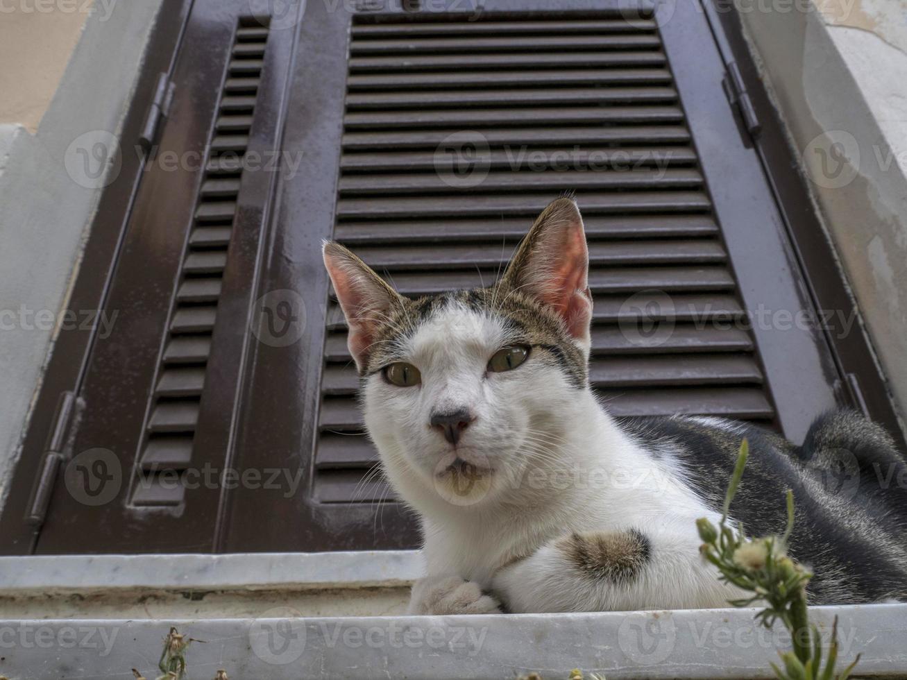 gato na porta relaxando em roma olhando para você foto