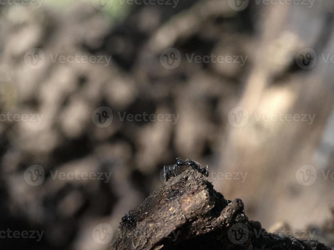 formigas dentro de formigueiro na madeira foto