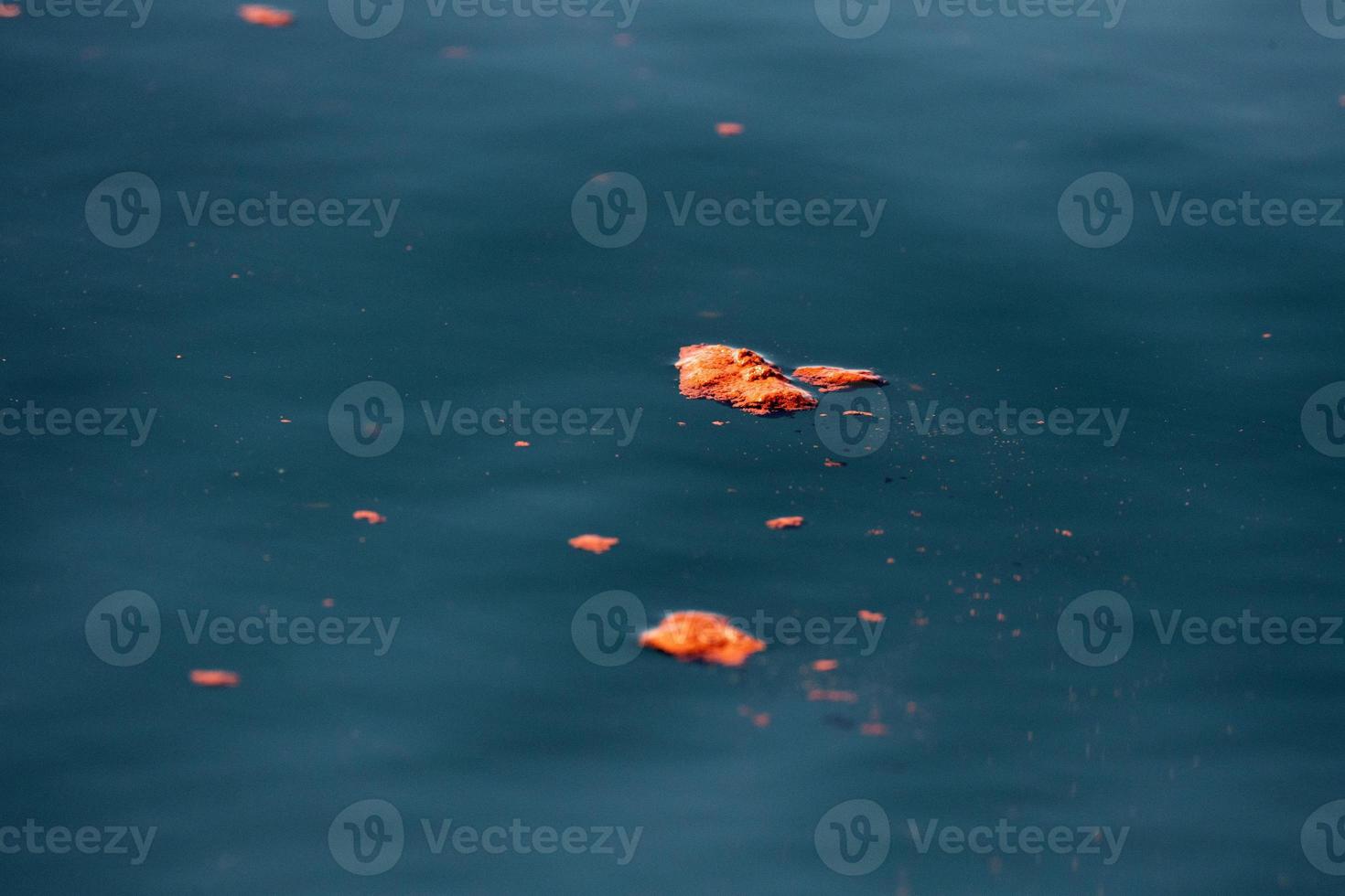 baleia azul fezes vermelhas krill excremento foto