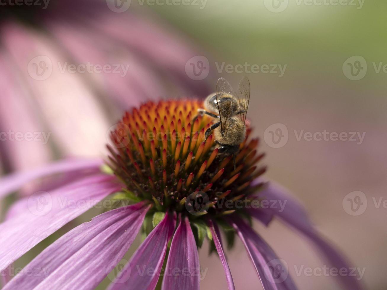 abelha mosca na flor da planta echinacea close-up foto