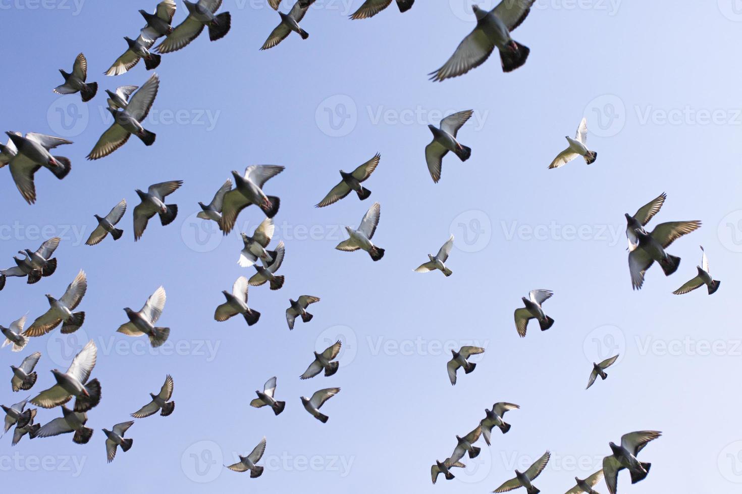 bando de pássaros de pombo de corrida voando contra o céu azul claro foto