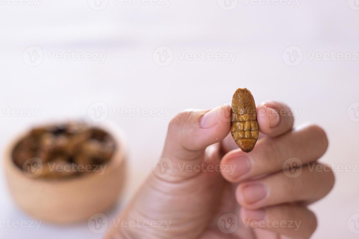 pupa de bicho-da-seda como insetos comestíveis de alimentos de alta proteína em arco de madeira com fundo branco foto