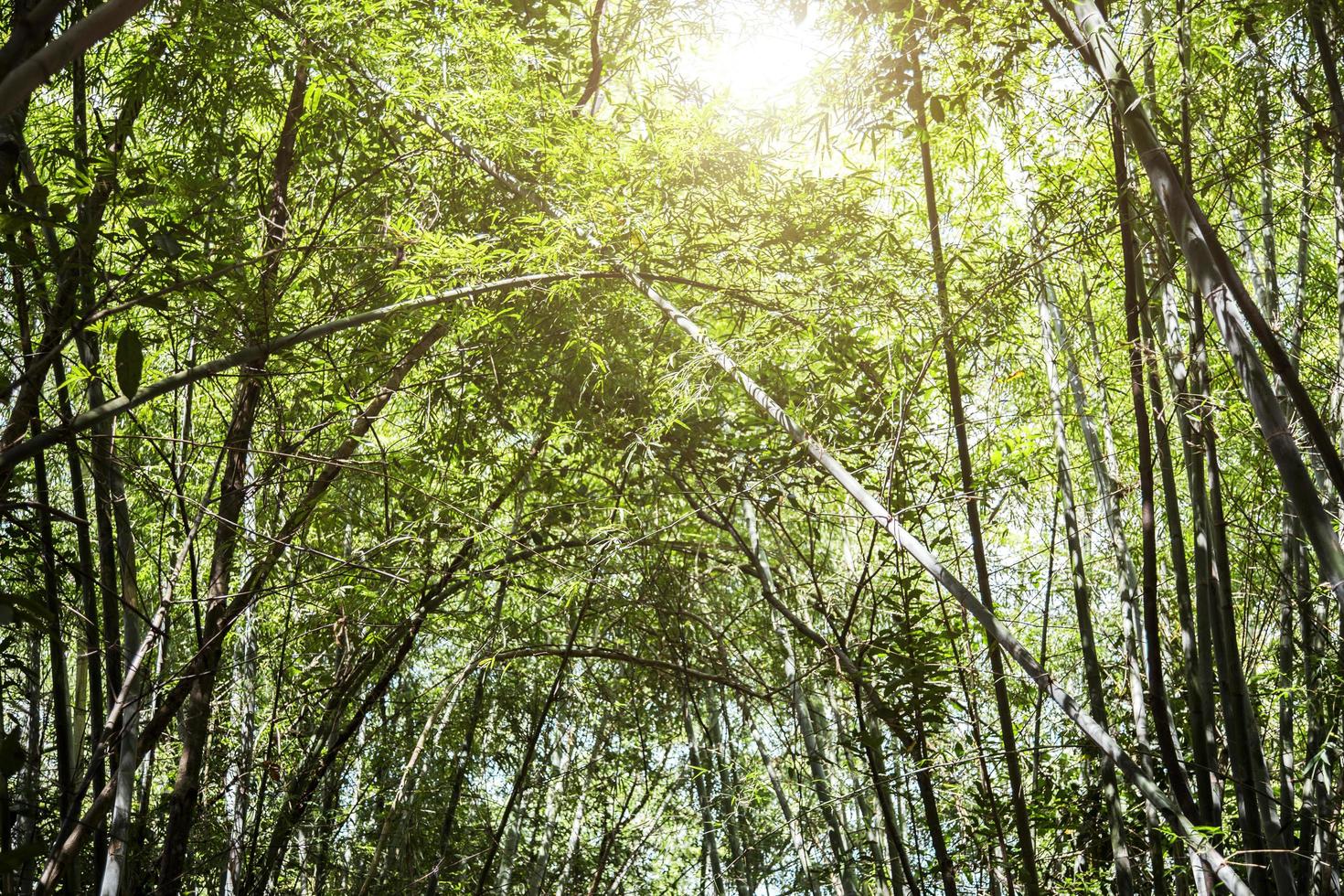 árvore de bambu alta no céu foto