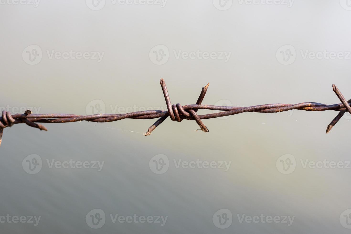 fechar a velha cerca de arame farpado e formiga foto