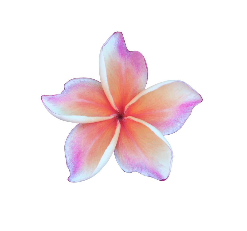 plumeria ou flor de frangipani. feche o buquê de flores lindas rosa-roxo isolado no fundo branco. foto