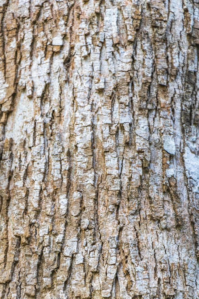 textura de casca de árvore tropical na selva natural do México. foto