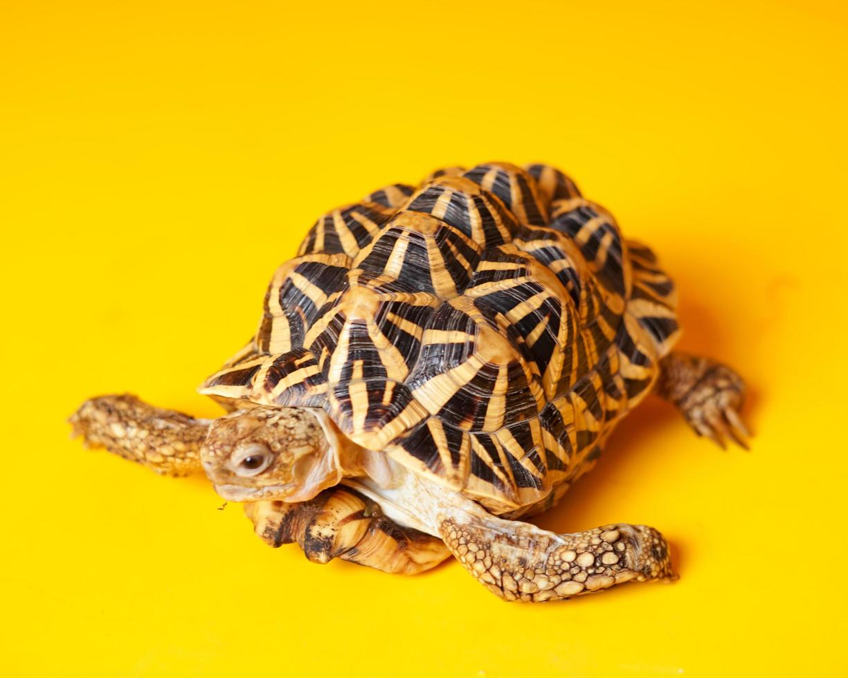 estrela indiana são répteis muito raros, esses animais também são classificados como animais antigos porque podem ter centenas de anos. a tartaruga, que só pode viver em terra, não pode viver na água. foto