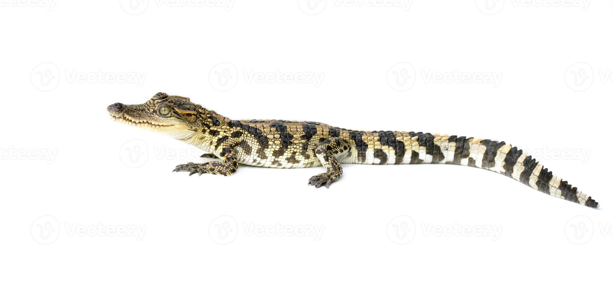 jovem crocodilo em fundo branco foto