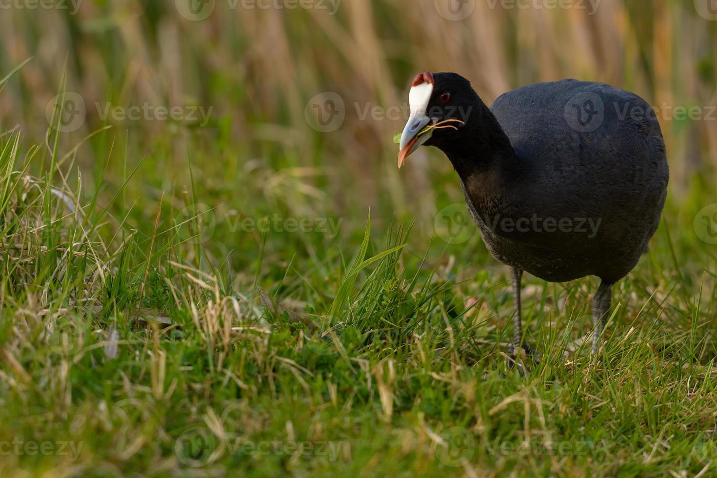 galeirão comum, fulica atra close-up pássaro de água selvagem em um lago, natação, início da primavera, vida selvagem no parque natural de maiorca espanha foto