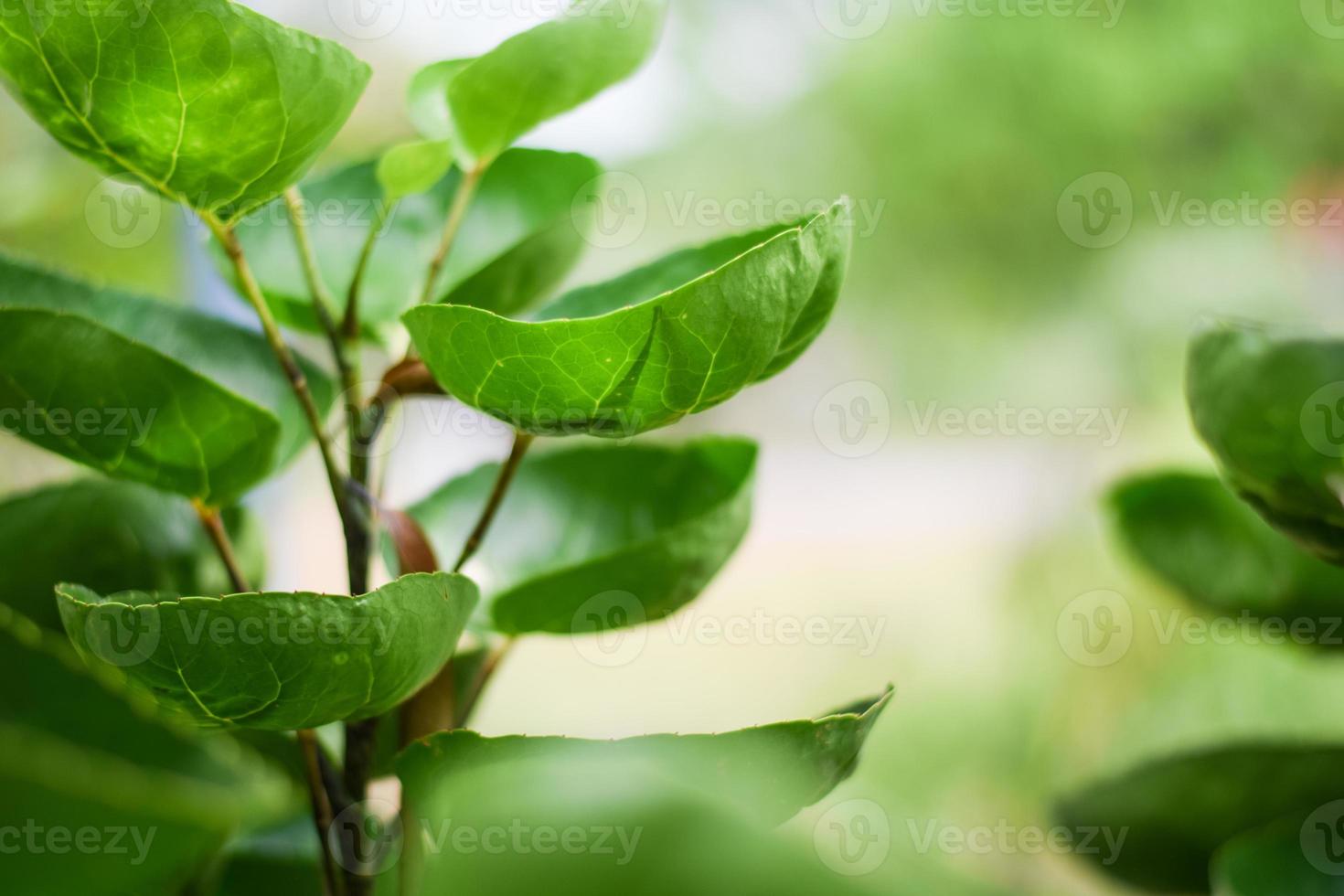 escudo aralia ou planta de aralia de prato de jantar. conceito de decoração de plantas em casa foto