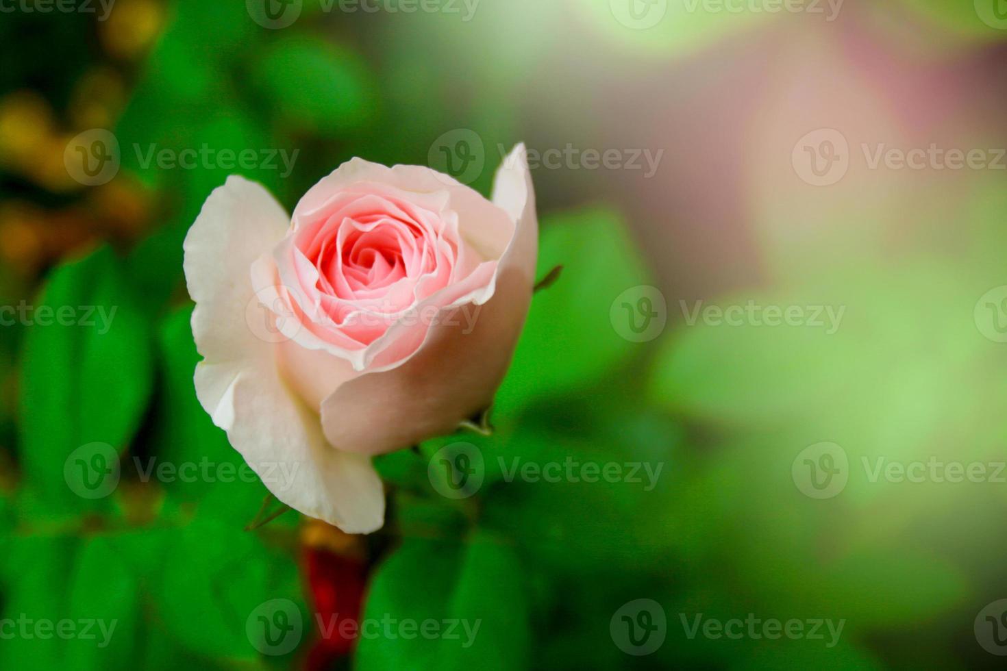 flores rosas cor de rosa florescendo e luz suave no jardim foto