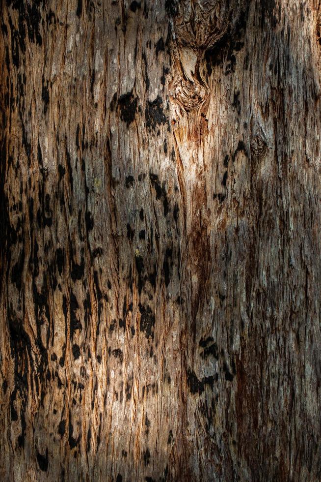 textura de árvore formigante gigante foto