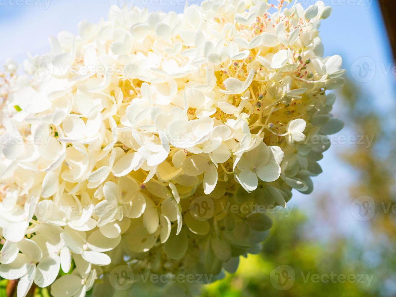 linda hortênsia branca florescendo grande, fundo floral foto