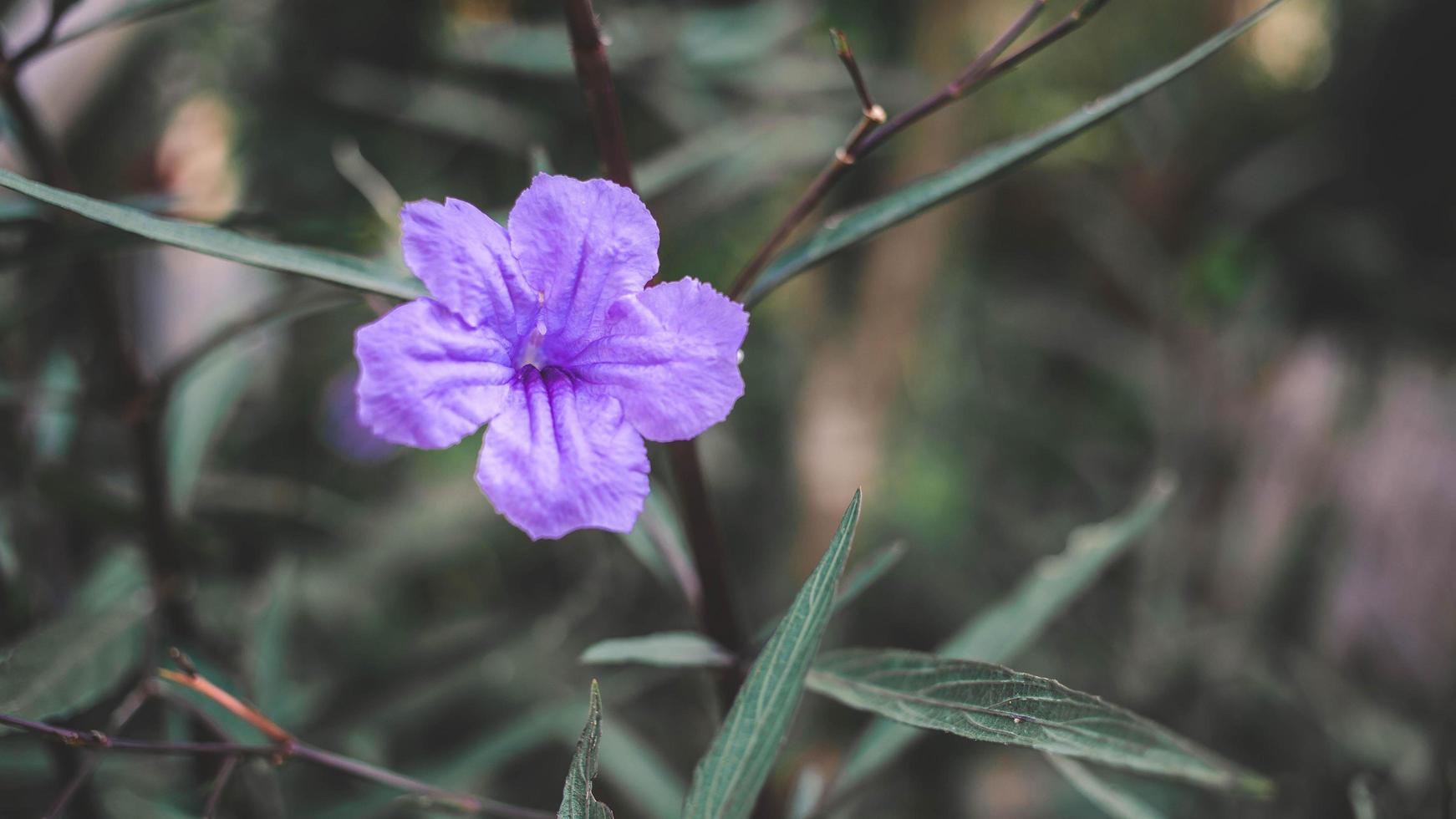 flor de ruellia tuberosa ou flor roxa foto