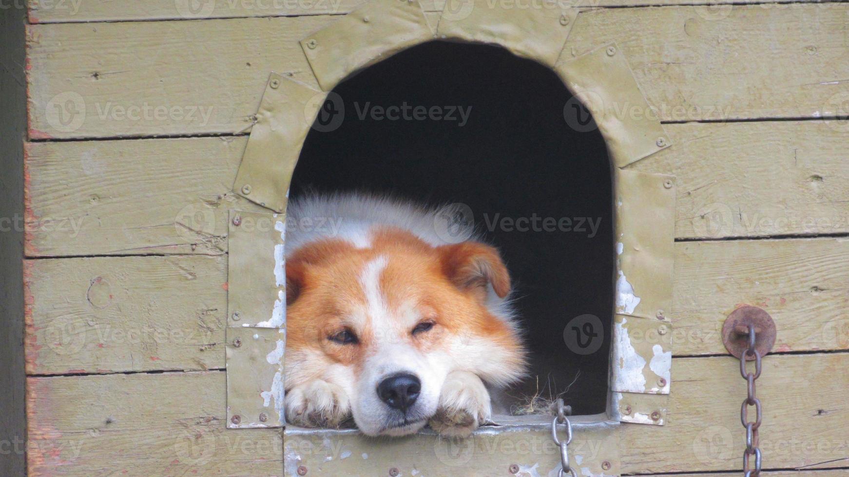 um cachorro em uma cabine. lindo retrato de um cachorro vermelho. foto de perto de um cachorro