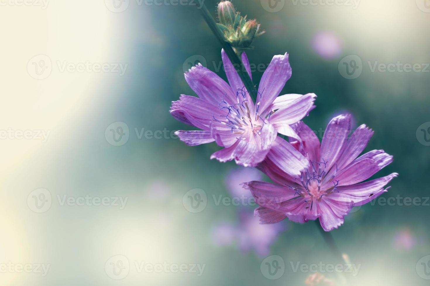 chicória de flores brilhantes. natureza foto