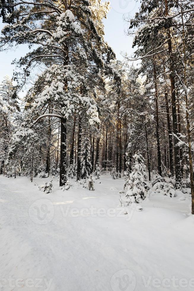 árvores na floresta na temporada de inverno foto