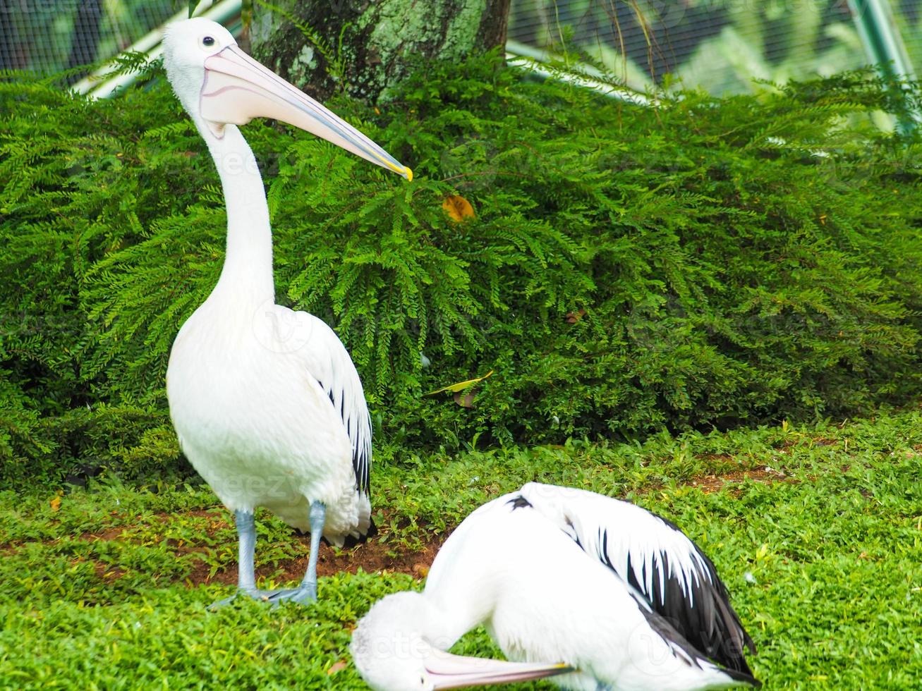 imagem de pelicanos, um gênero de grandes aves aquáticas que compõem a família pelecanidae foto