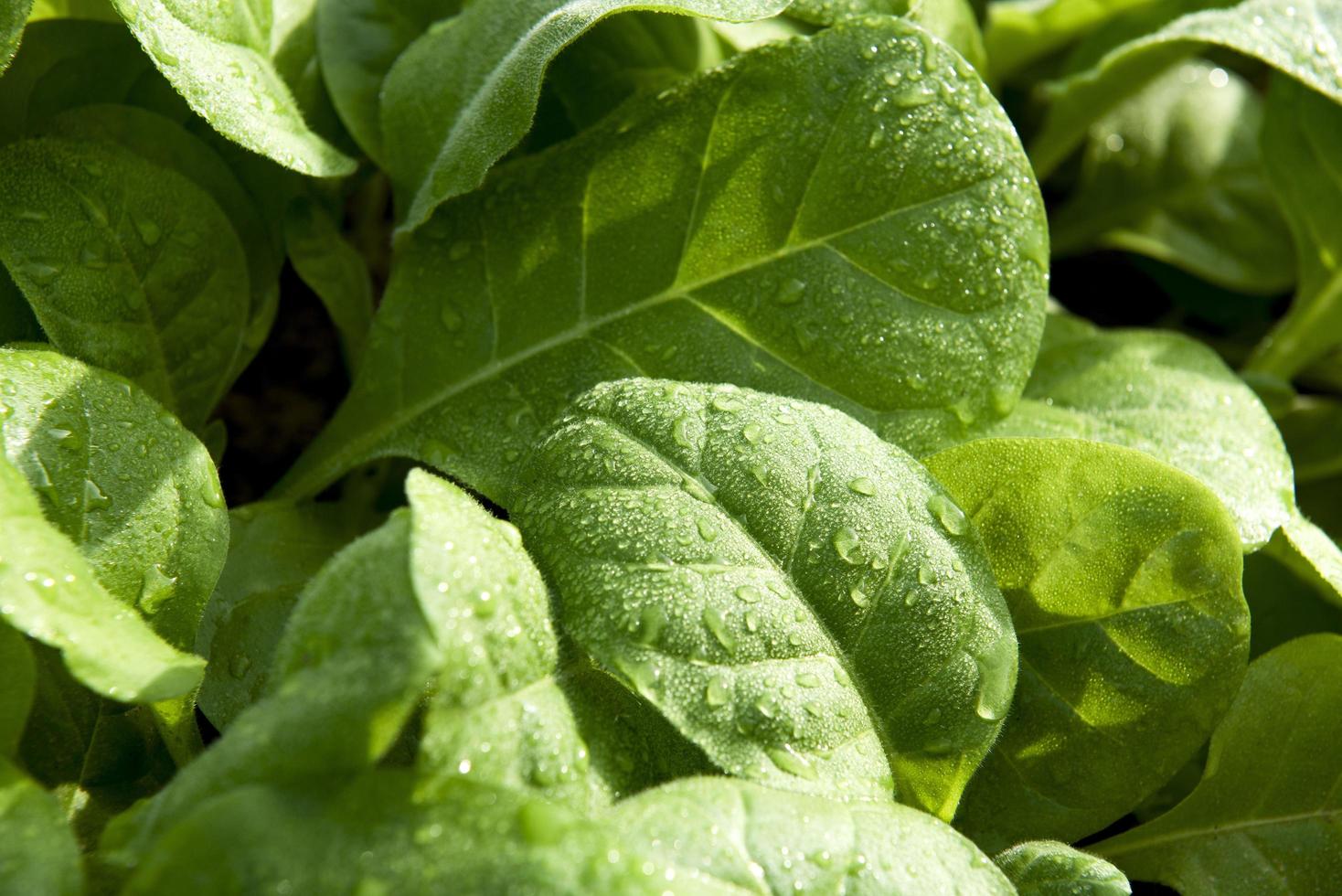 a árvore do tabaco está florescendo. tabaco de folha verde. foto