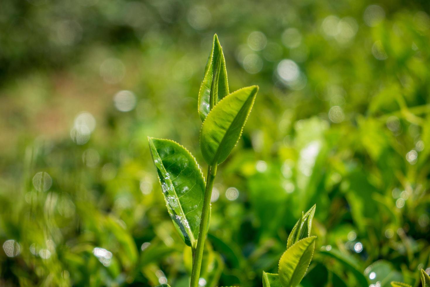 chá verde no campo foto