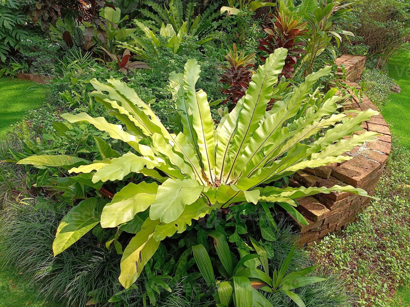 plantas botânico tropical folha crescimento natureza ecologia ambiental jardinagem fundo cenário imagens de primavera foto