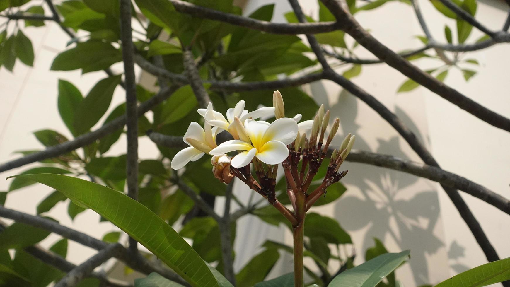 fotografia de fundo de flor de frangipani foto