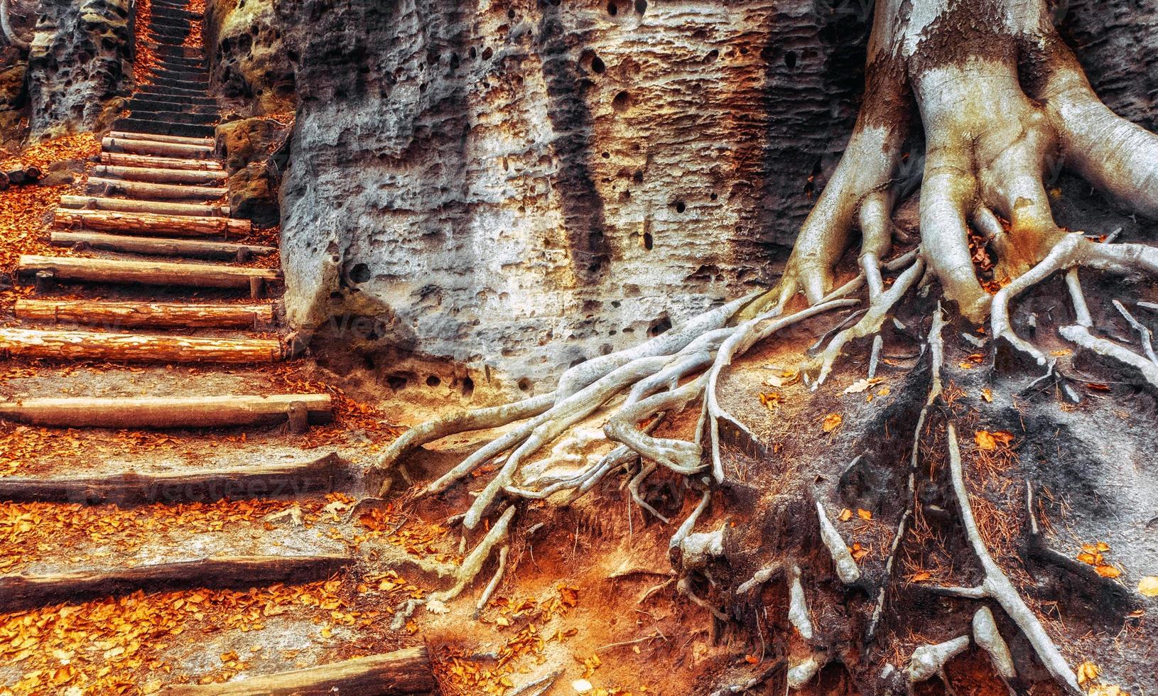 escadas na trilha de caminhada na floresta de outono foto