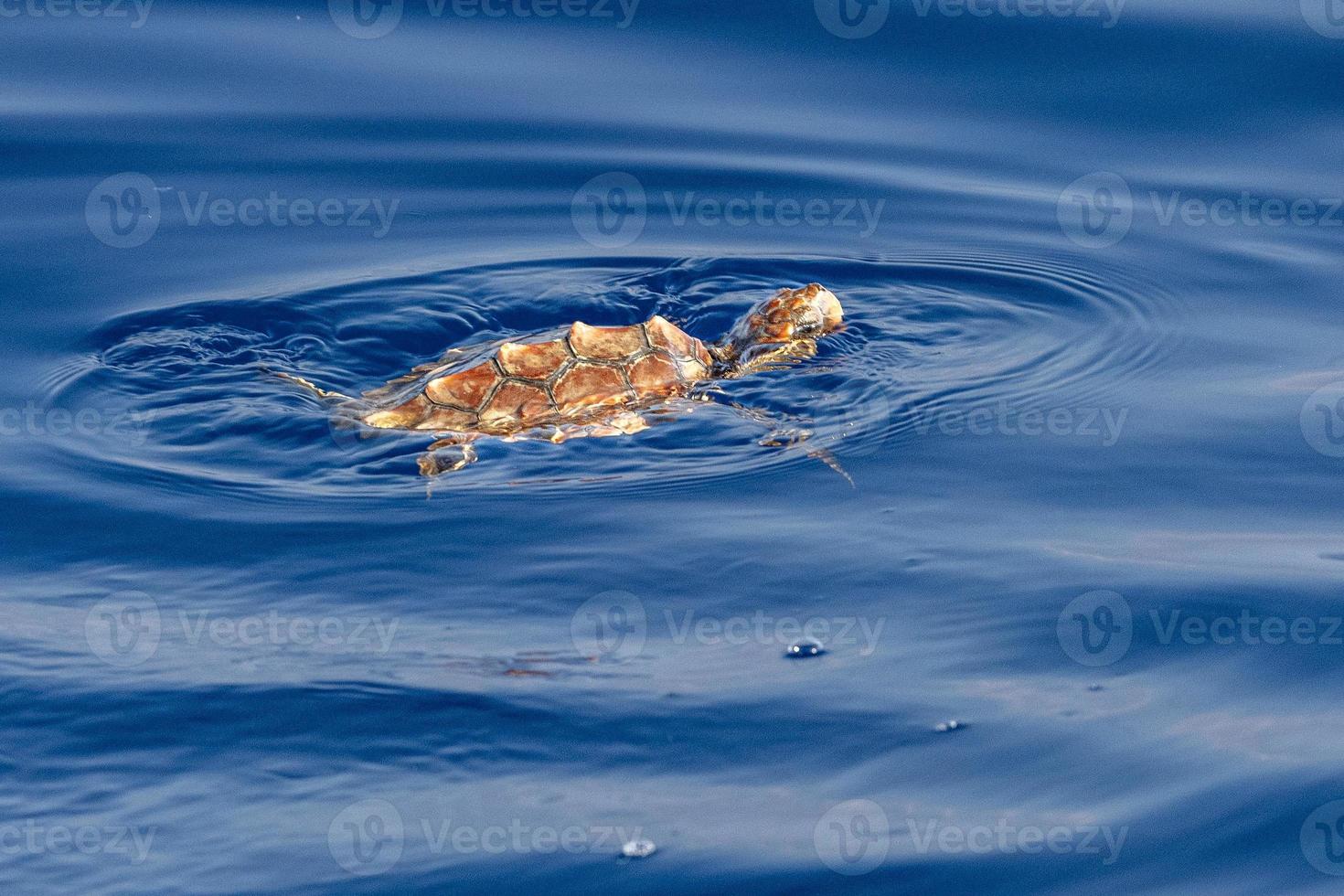 bebê recém-nascido tartaruga caretta perto da superfície do mar para respirar foto