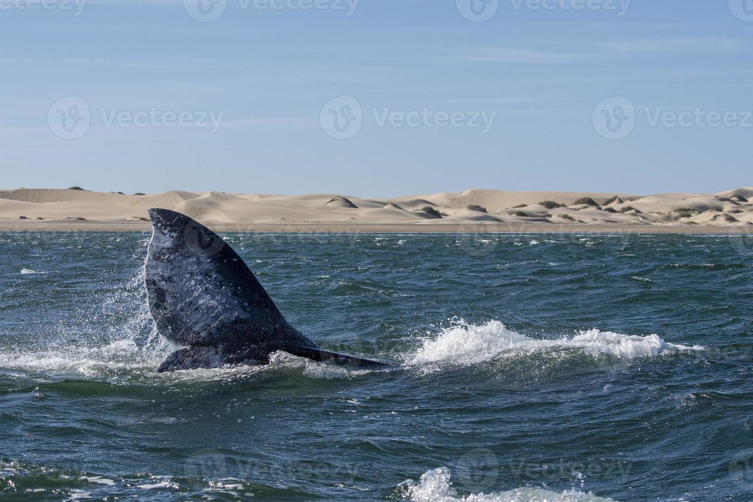 cauda de baleia cinzenta descendo no fundo das dunas de areia da bahia magdalena foto