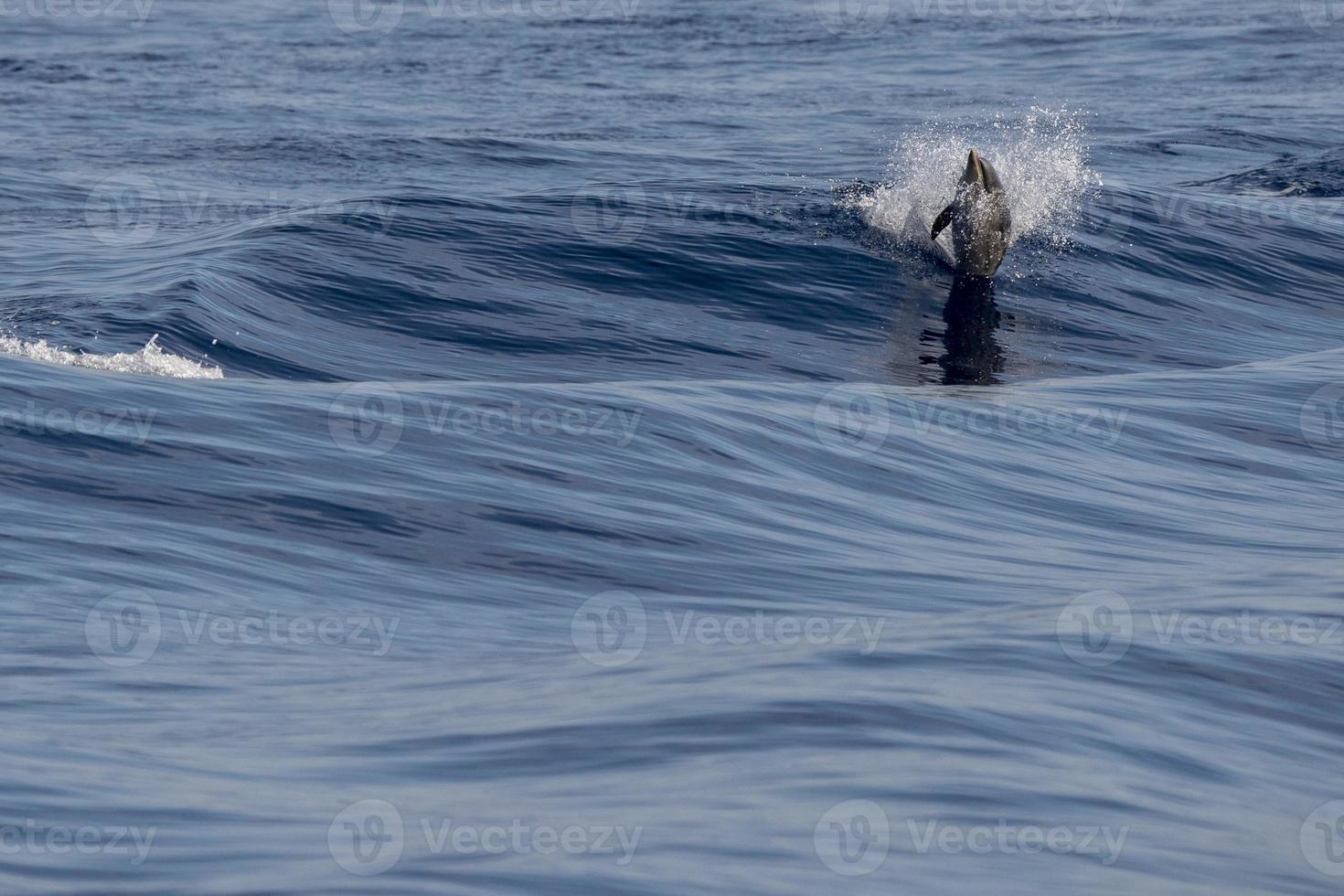 golfinho pulando no mar ao pôr do sol foto