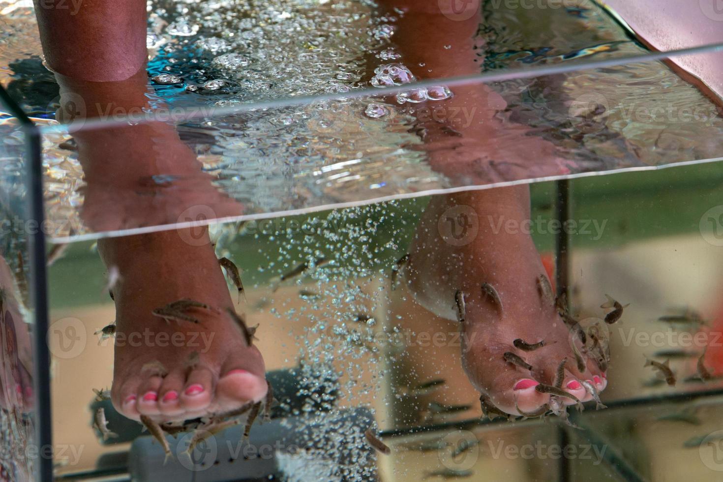 peixe pedicure limpeza pés comendo pele foto