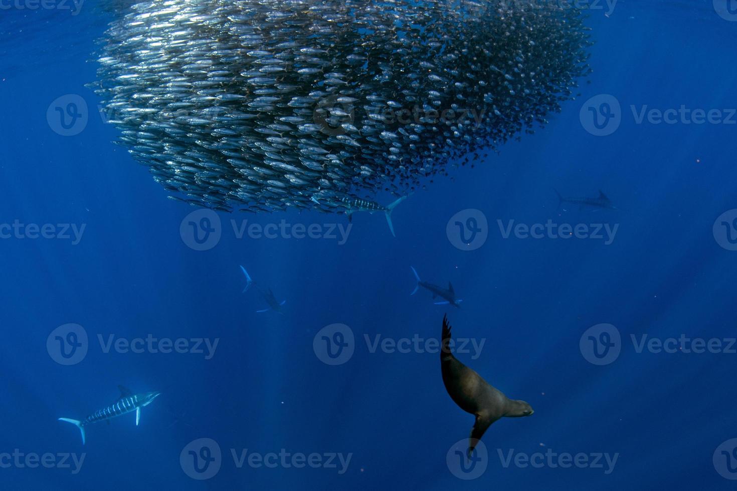 Espadim listrado e caça ao leão-marinho na bola de isca de sardinha no oceano pacífico foto