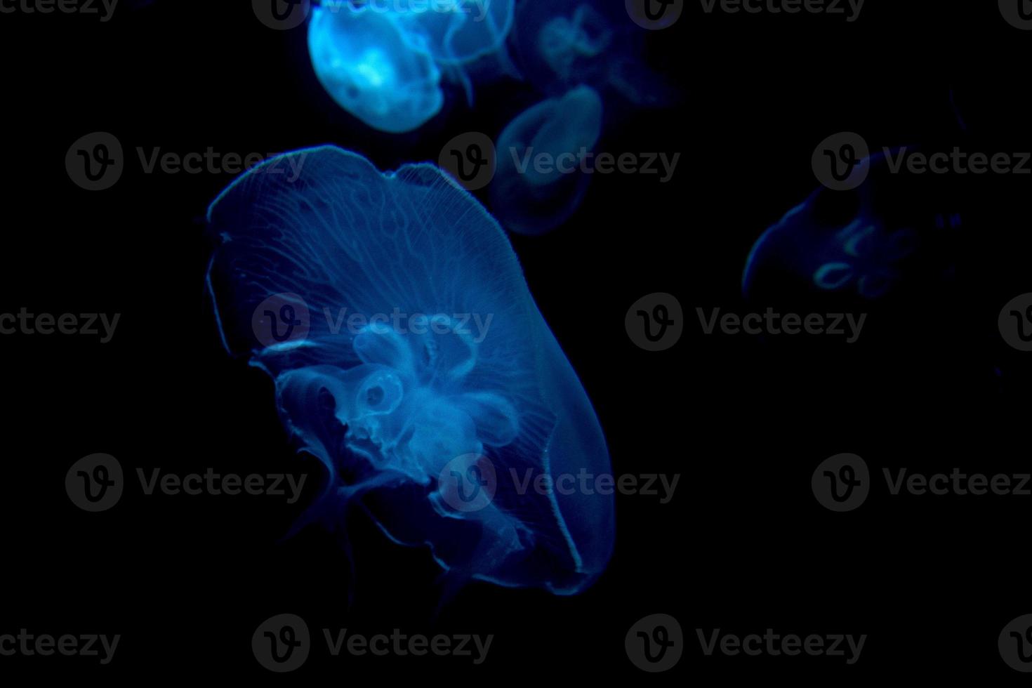 água-viva isolada no mar negro close-up detalhe foto