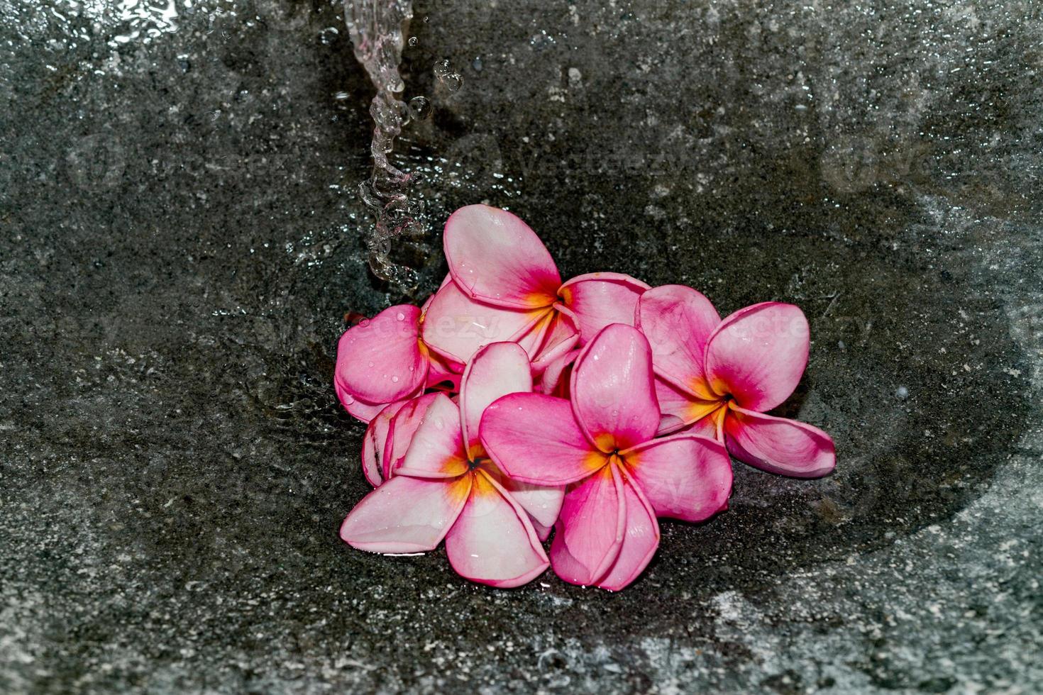 pétalas de flores de spa frangipani close-up detalhe isolado foto