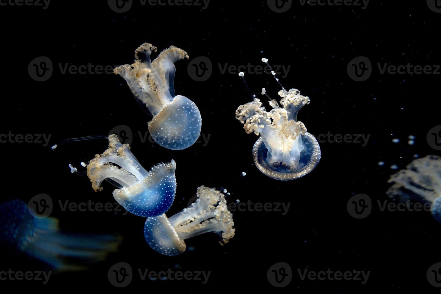 água-viva isolada no mar negro close-up detalhe foto