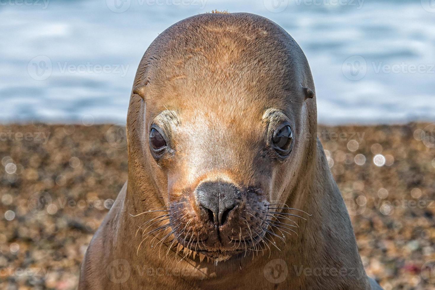 foca leão marinho close-up retrato olhe para você foto