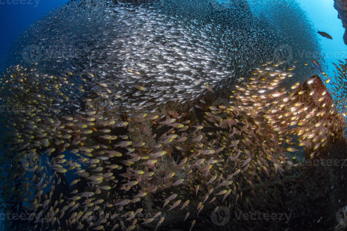 dentro de vidro peixes bola de isca gigante foto