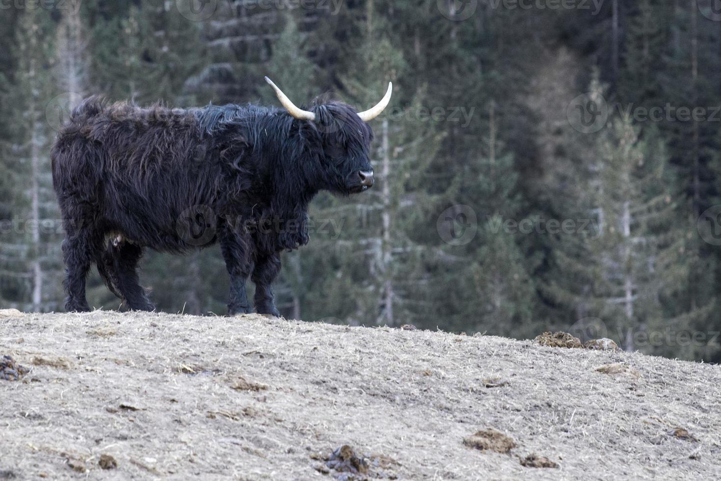 highlander escócia vaca peluda nariz congelado foto