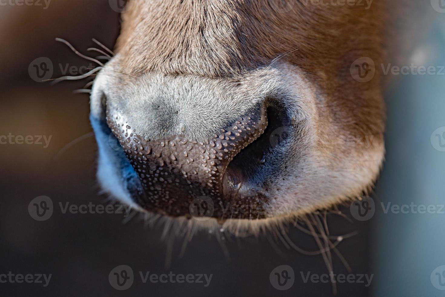 detalhe de close-up de nariz molhado de vaca foto