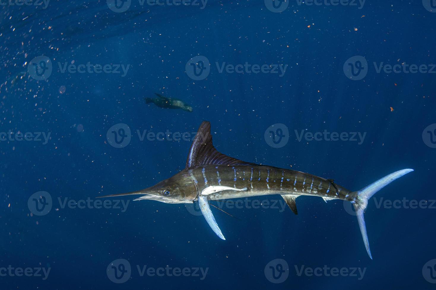 Espadim listrado e caça ao leão-marinho na bola de isca de sardinha no oceano pacífico foto