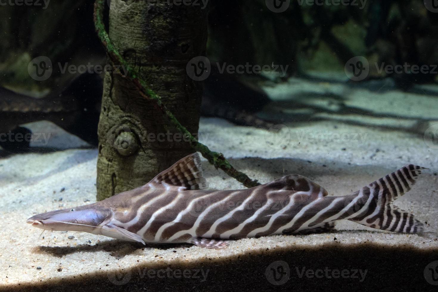 peixe-gato zebra shovelnose debaixo d'água foto