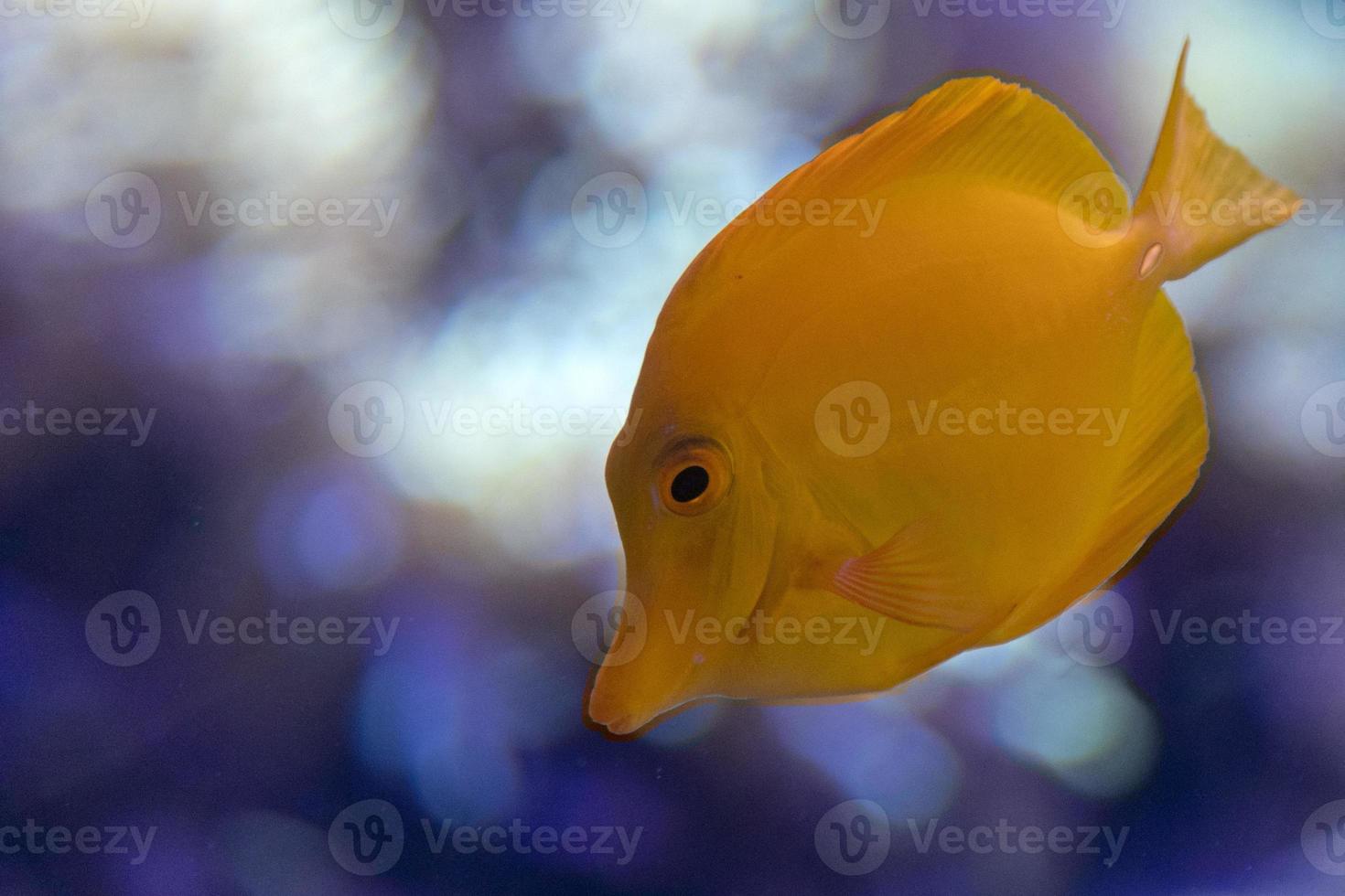 cirurgião amarelo peixe zebrasoma flavescens foto