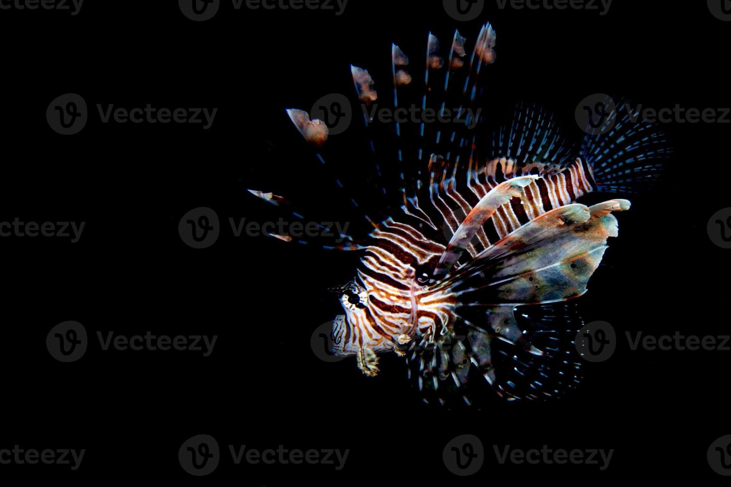 retrato de peixe-leão escorpião enquanto mergulha na indonésia foto