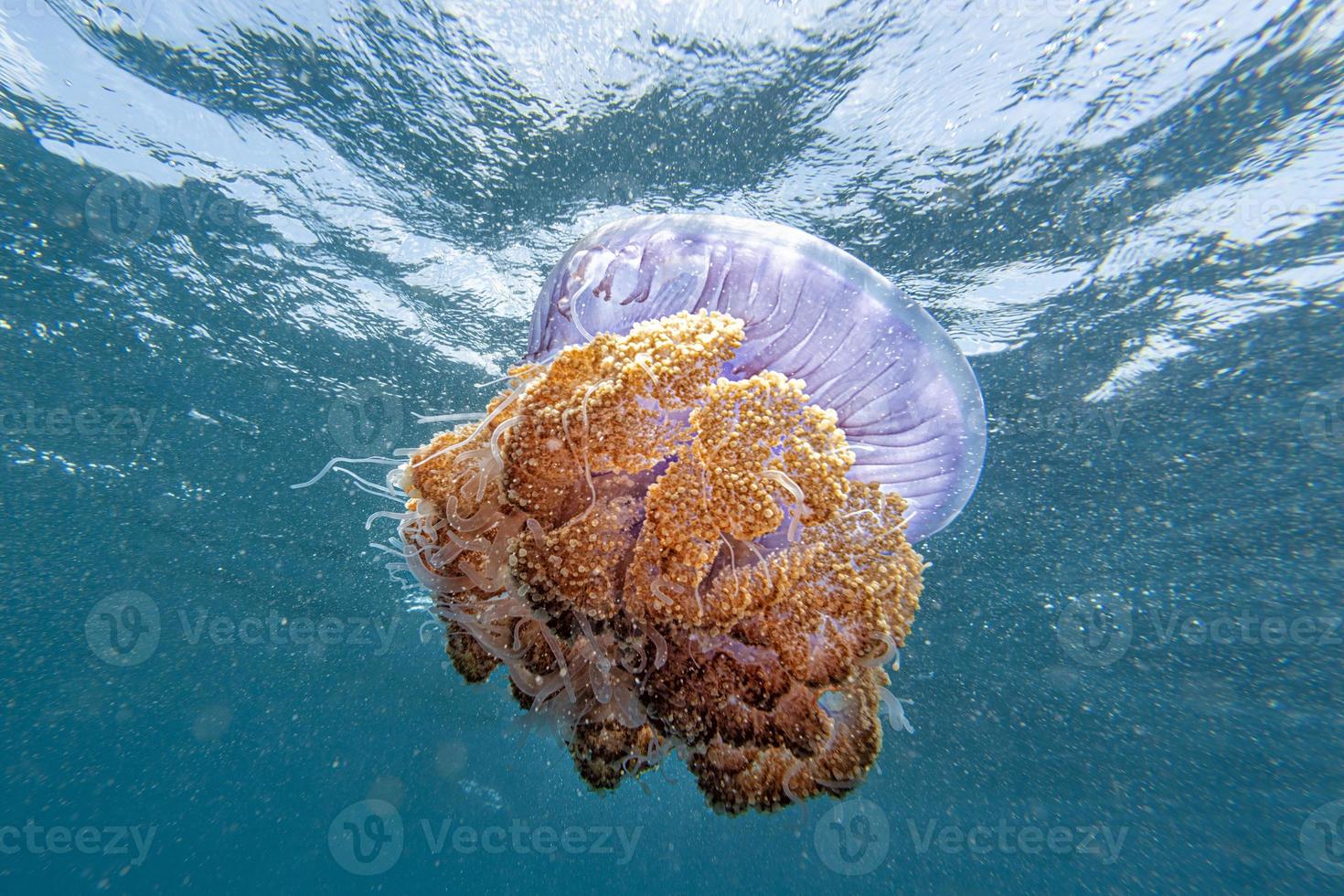 cotylorhiza gigante medusa foto